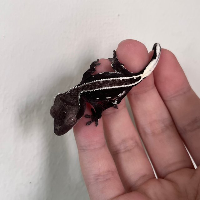 Axanthic White Spot Full Pinstripe White Pin