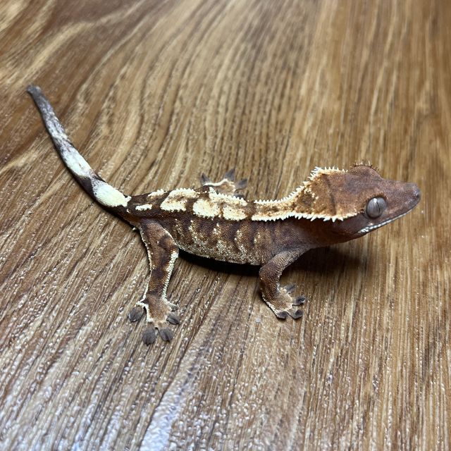 트라이 세이블 타이거