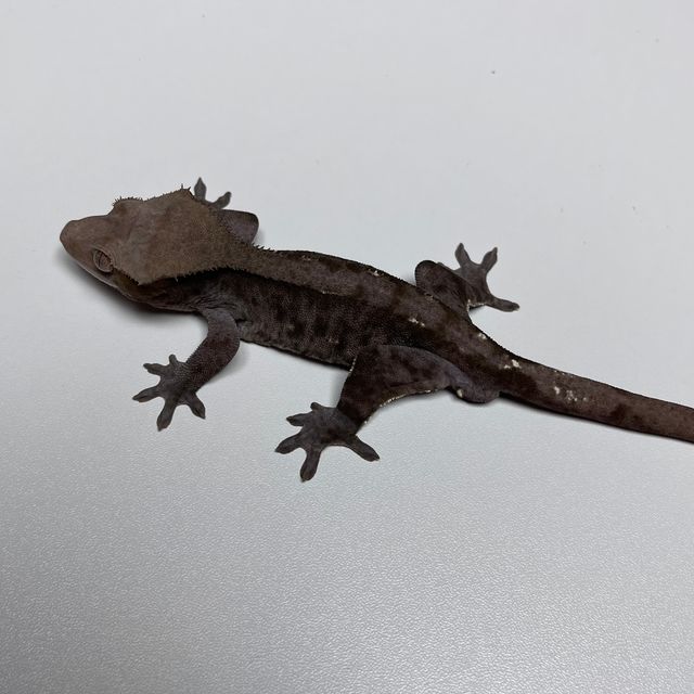 아잔틱
