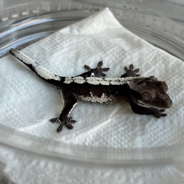 White Spot Axanthic