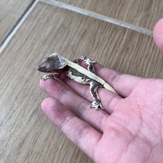 릴잔틱 솔리드백