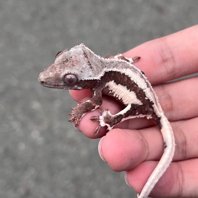 Lilly White Chocho
