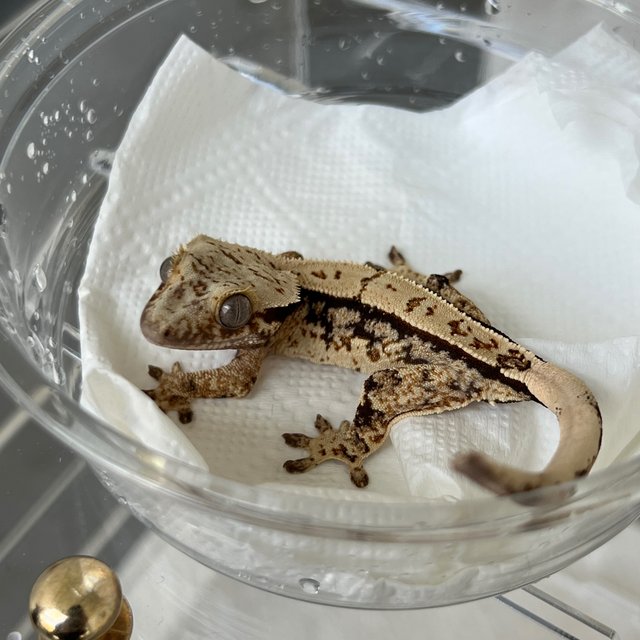 White White Spot 100% Het Axanthic