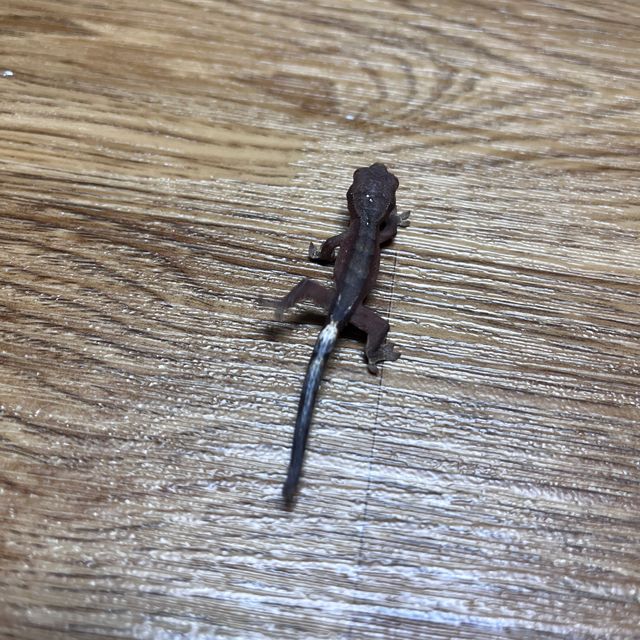 팬텀