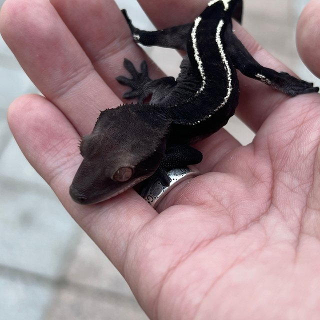 Black Axanthic Cappuccino