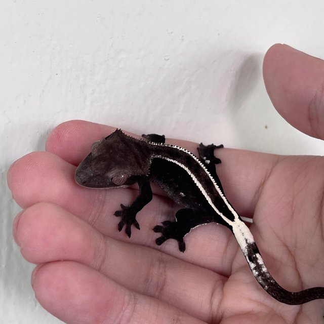 Axanthic Full Pinstripe