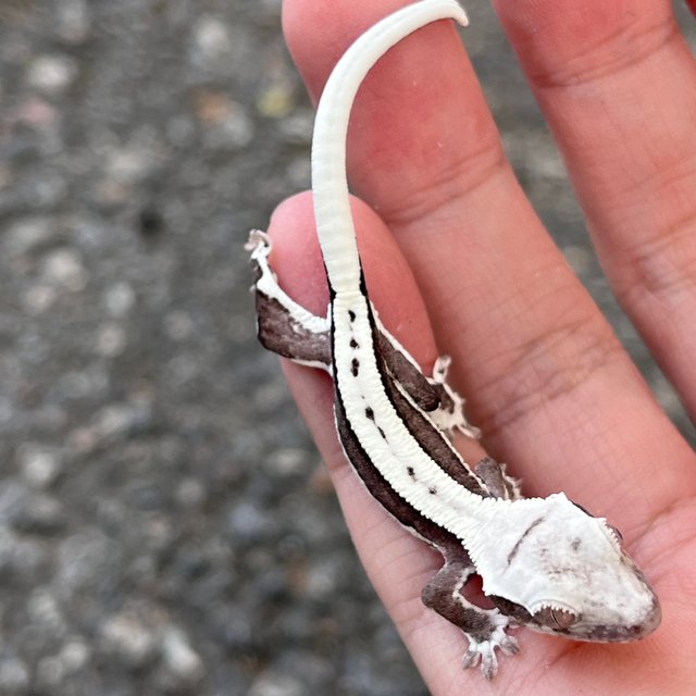 White Lilly Axanthic