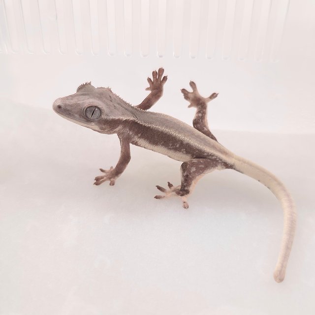 Lilly White Chocho Solid Back