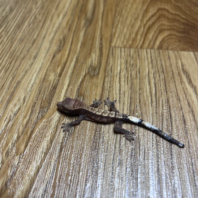 카푸치노