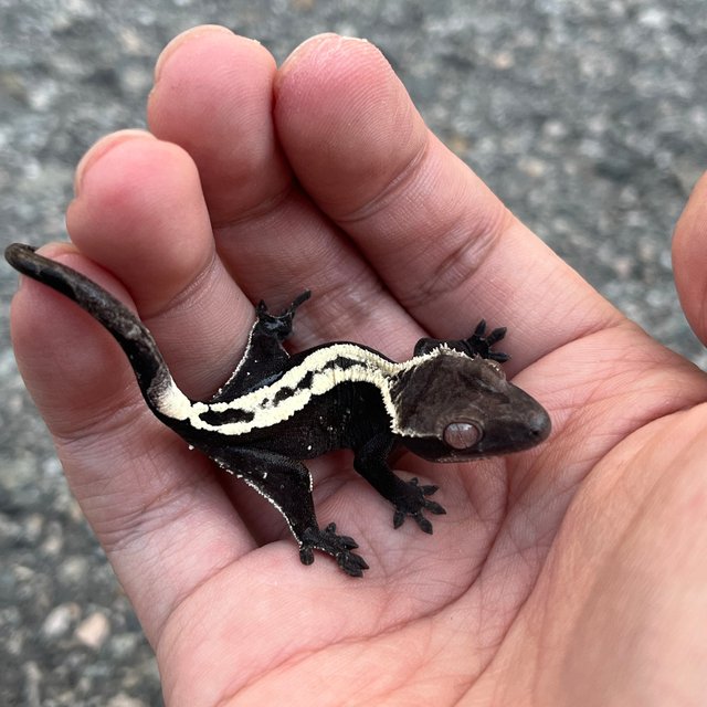 Sable Axanthic