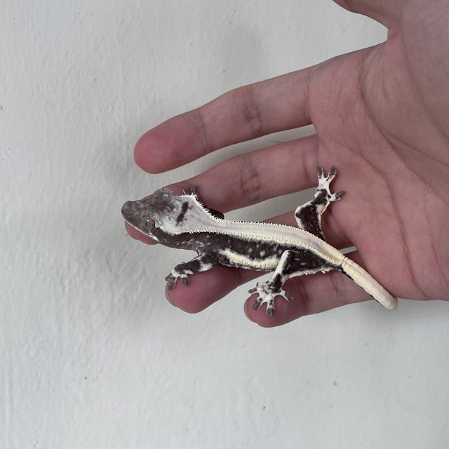 Lilly Axanthic Solid Back Drippy