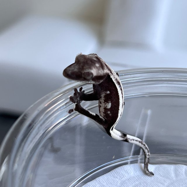 Super Stripe Quad Axanthic