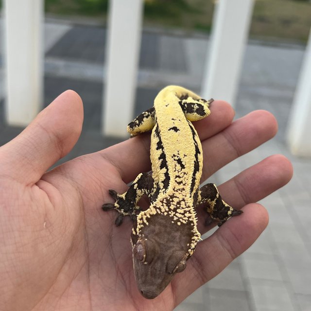 100% Het Axanthic LW Sable