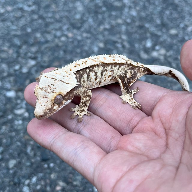 100% Het Axanthic White Spot