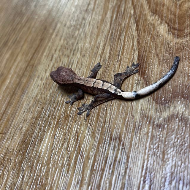 세이블