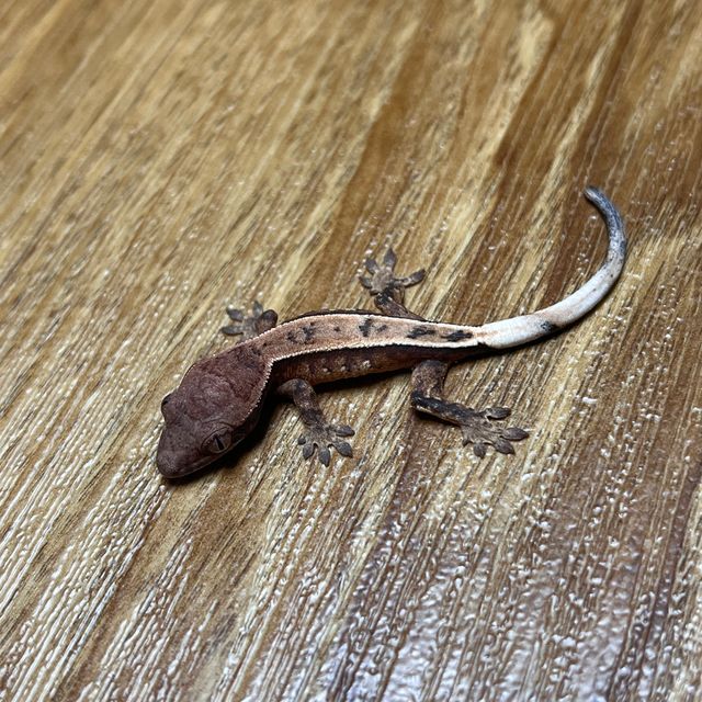 세이블