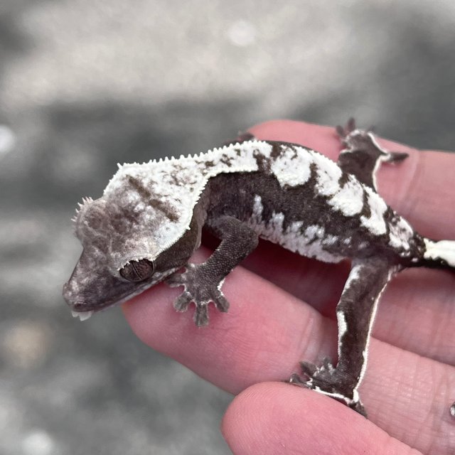 Axanthic White Spot