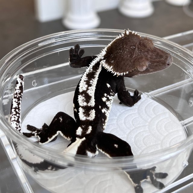White Spot Axanthic