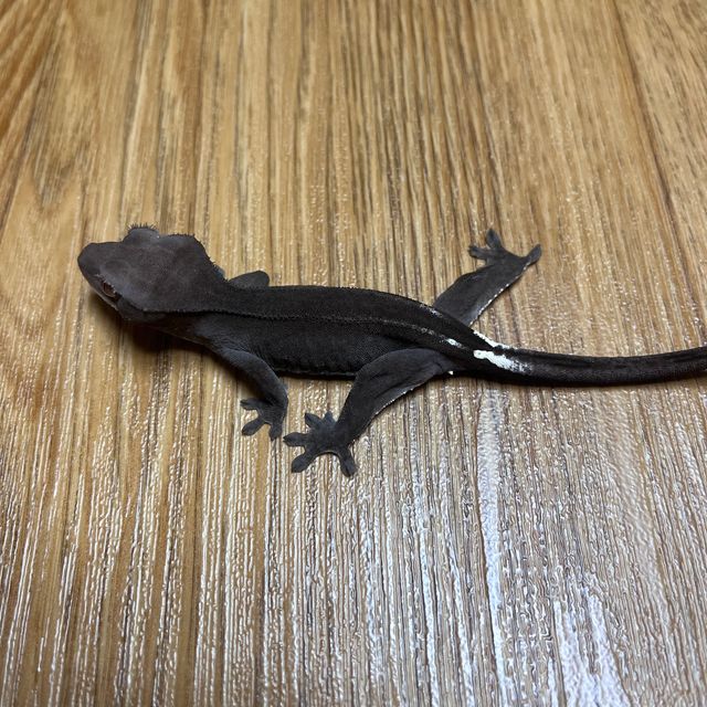 아잔틱