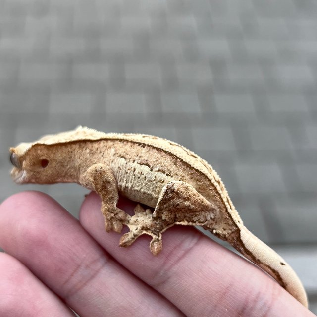 100% Het Axanthic Super Stripe