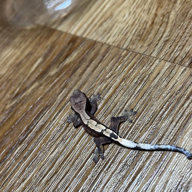 세이블 트라이