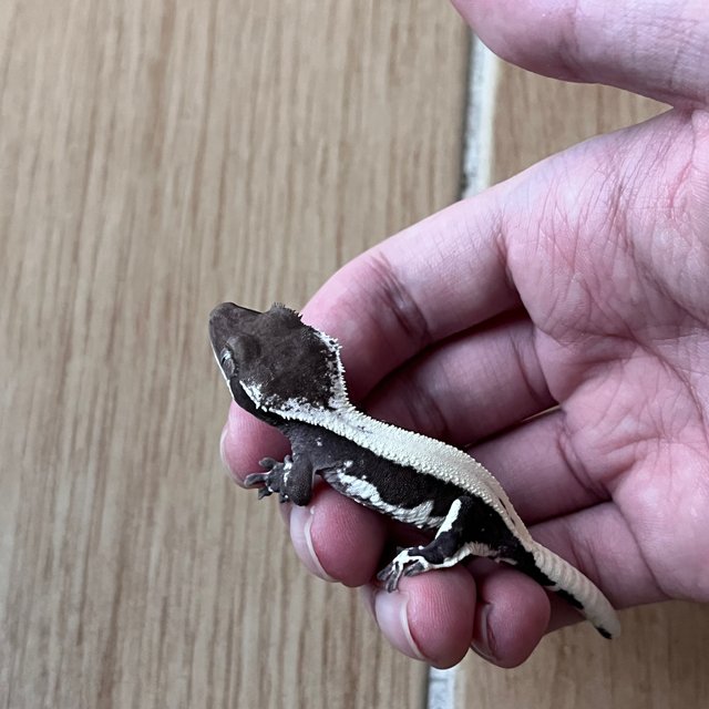 릴잔틱 솔리드백 다크