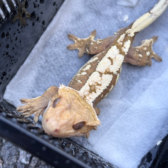 100% Het Axanthic Sable White Spot