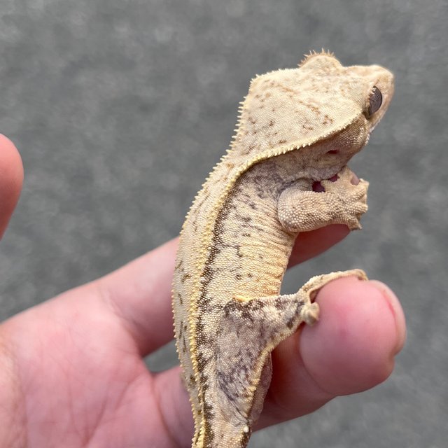 Drippy White Spot 100% Het Axanthic