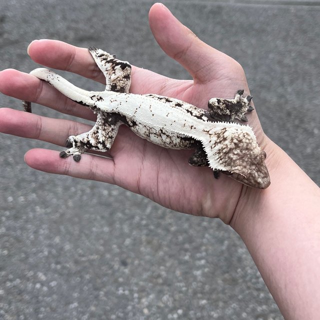 Drippy Sable White Spot