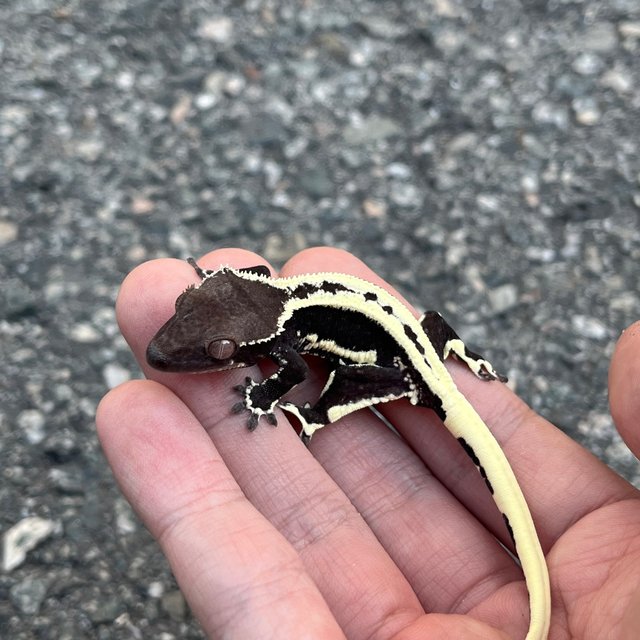Lilly Axanthic Sable