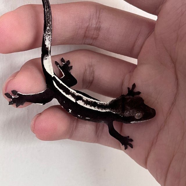 Dark White Pin Axanthic