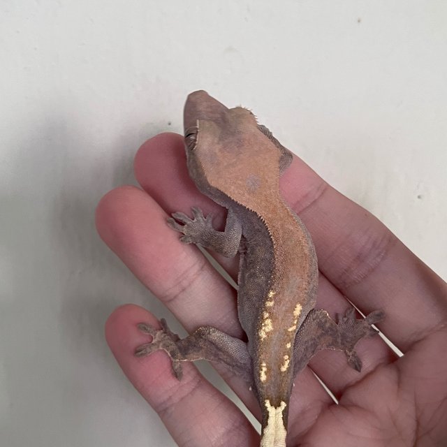 Hypo Cappuccino