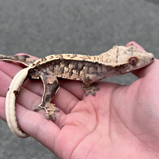 100% Het Axanthic White Spot