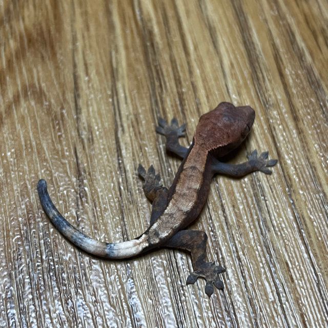 세이블