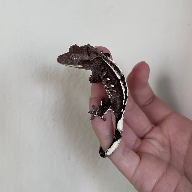 Axanthic White Spot