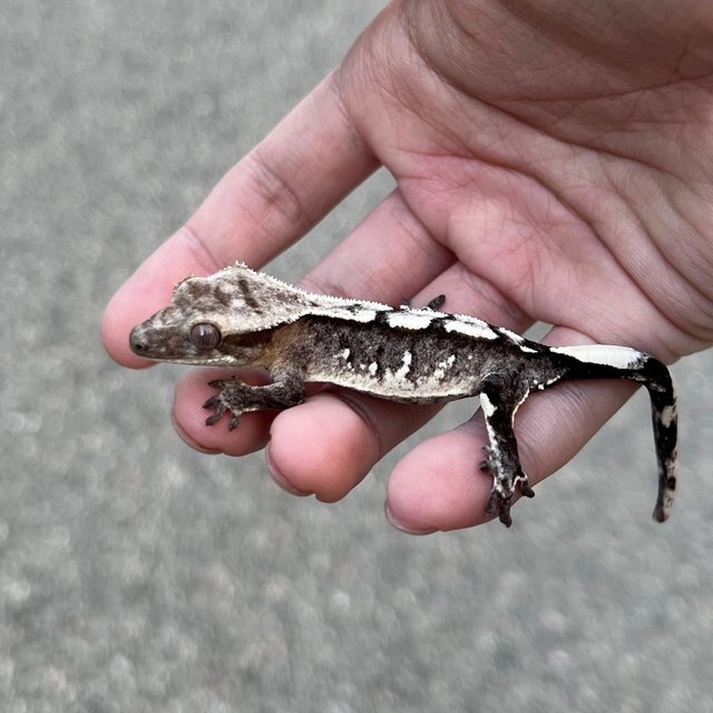 White Spot Axanthic