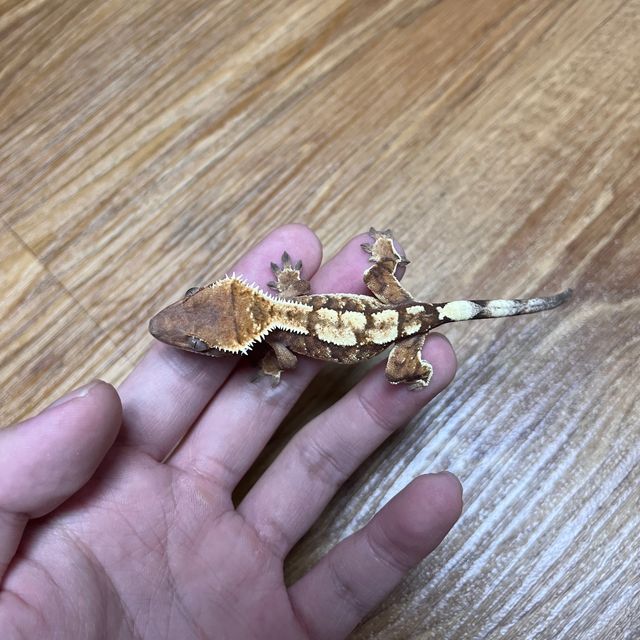 트라이 세이블 타이거
