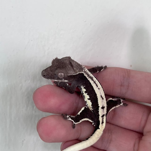 Lilly Axanthic