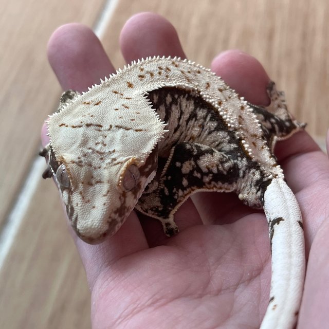 100% Het Axanthic White Spot