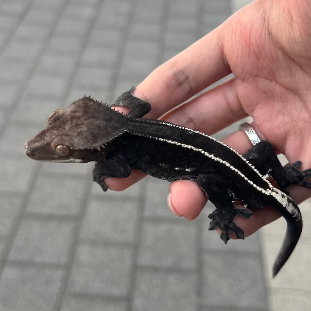 Axanthic Full Pinstripe Black