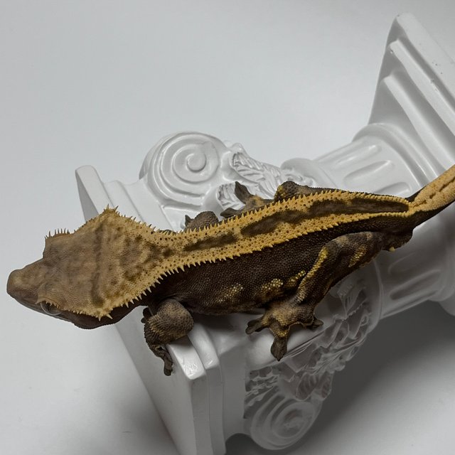 Super Stripe Empty Back