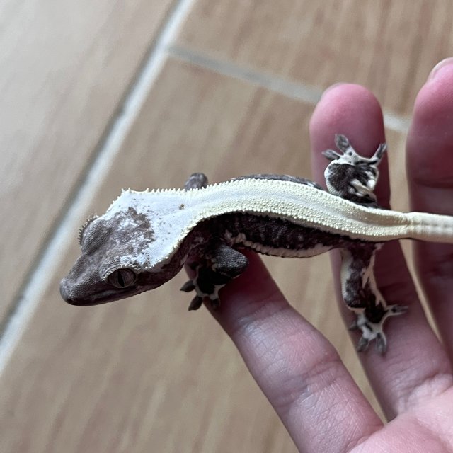 Lilly Axanthic Solid Back