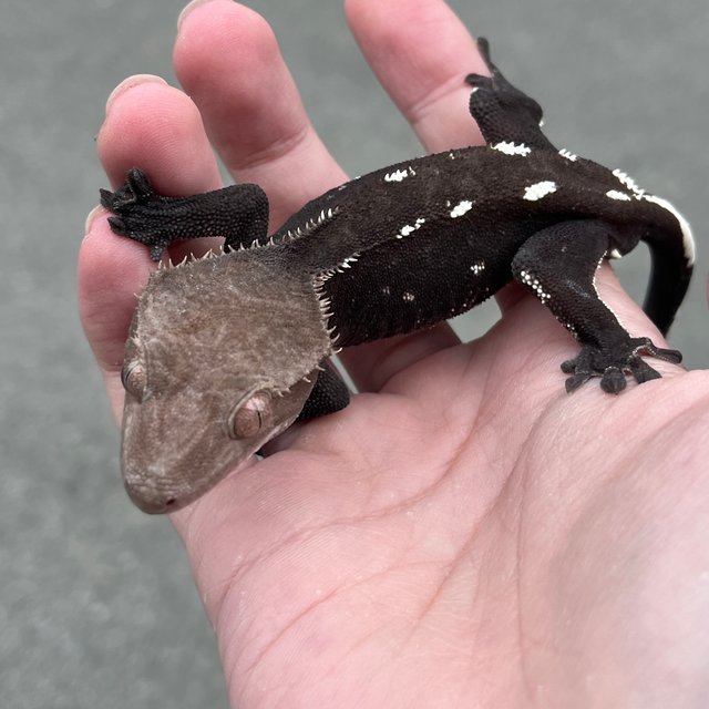 Axanthic Charcoal
