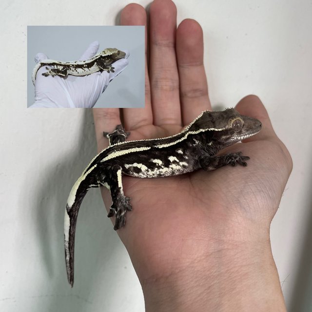 Axanthic White Spot Quad