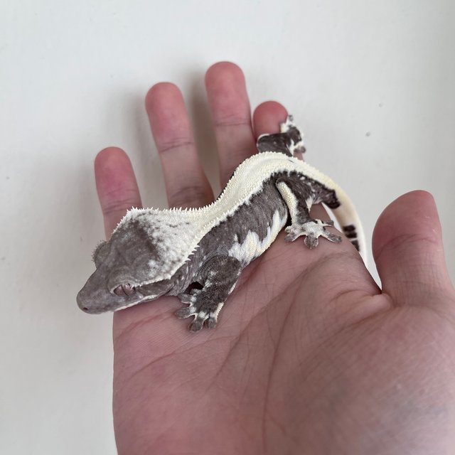 릴잔틱 솔리드백 드리피