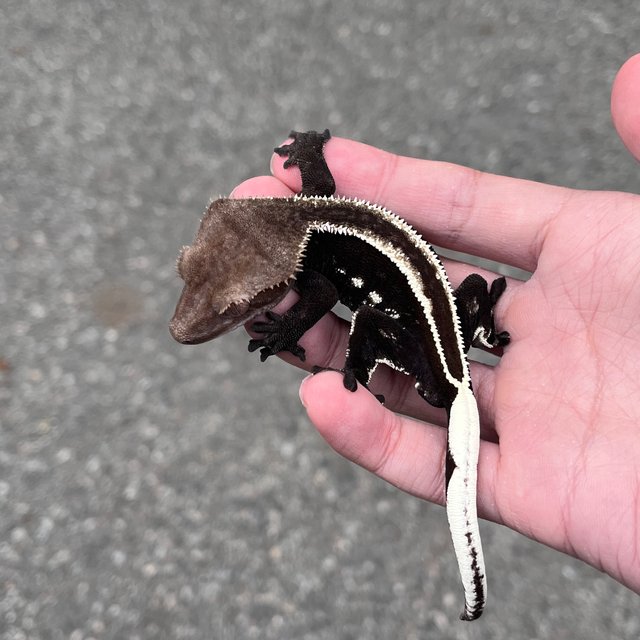 Super Stripe Full Pinstripe Axanthic