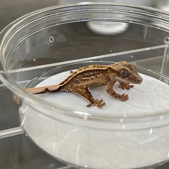 White Spot 100% Het Axanthic