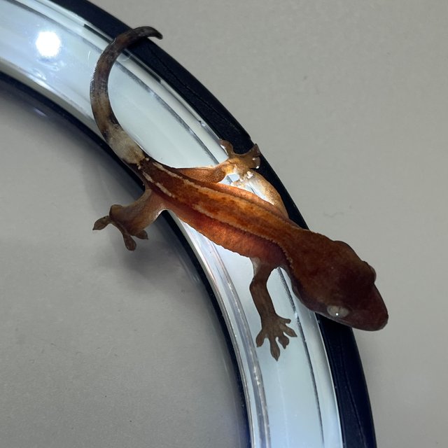 Hypo