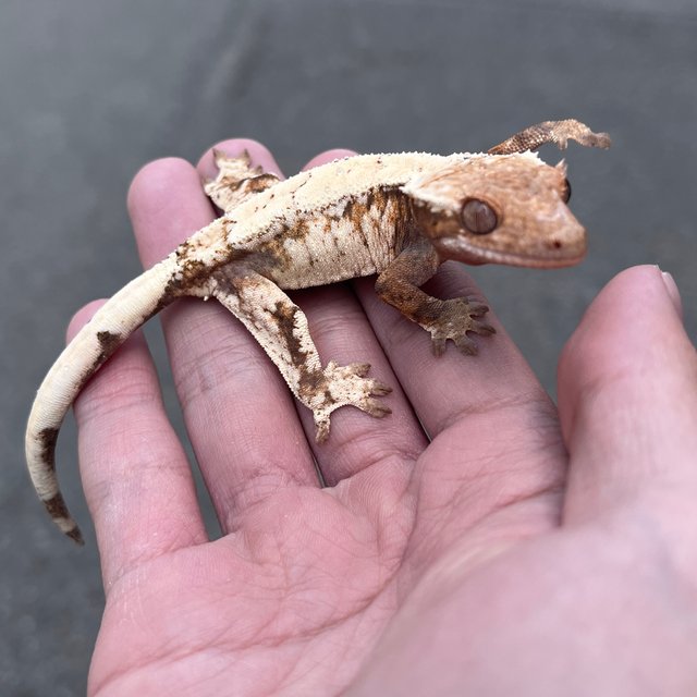 Drippy Sable White Spot