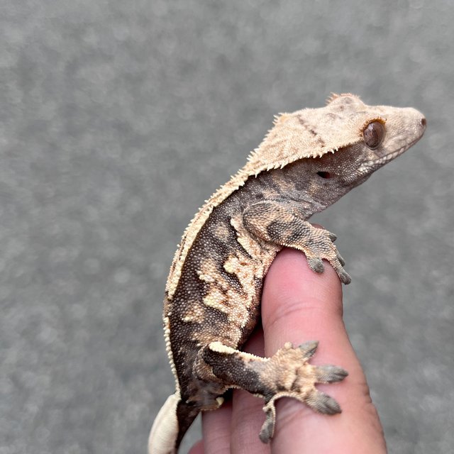 100% Het Axanthic White Spot